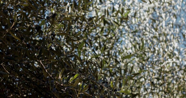 The Chimera Beast: Greek Myth’s Multi-Part Monster - Mythical ...